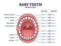 Baby teeth with primary tooth eruption and shedding time outline diagram