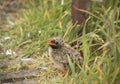 Baby Tern chick Farne Islands Northumbria UK