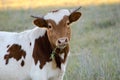 Baby Texas longhorn bull, Driftwood Texas