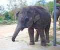 Baby thai elephant Royalty Free Stock Photo