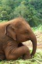 Baby Thai Elephants Royalty Free Stock Photo