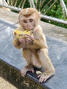 Baby Thai monkey banana