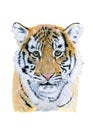 Baby tiger drawn in watercolor. Illustration of portrait on a white background Royalty Free Stock Photo