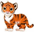 Baby Tiger Royalty Free Stock Photo