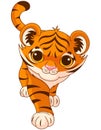 Baby tiger