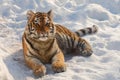 Baby Tiger Portrait