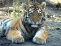 Baby tiger portrait Royalty Free Stock Photo