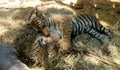 Baby tiger relaxed Royalty Free Stock Photo