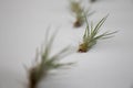 Baby tillandsia funckiana,group of air plants.