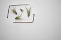 Baby tillandsia funckiana,group of air plants. Royalty Free Stock Photo