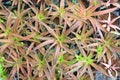 Baby tillandsia stricta in the garden. Top view