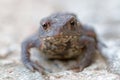Baby toad with big eyes stairing Royalty Free Stock Photo