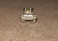 Baby toad on gravel Royalty Free Stock Photo