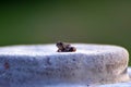 Baby toad Royalty Free Stock Photo