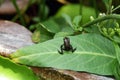 Baby toad, Young common small frog sitting on green leaf, Frogs eat insects and control the natural. Royalty Free Stock Photo