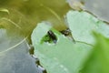 Baby toad, Young common small frog sitting on green leaf Royalty Free Stock Photo