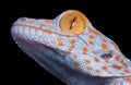 Baby Tokay Gecko Royalty Free Stock Photo