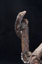 A baby tokay gecko on driftwood Royalty Free Stock Photo