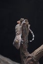 A baby tokay gecko on driftwood Royalty Free Stock Photo