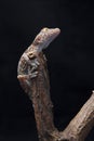 A baby tokay gecko on driftwood Royalty Free Stock Photo