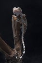 A baby tokay gecko on driftwood Royalty Free Stock Photo