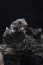 A baby tokay gecko on driftwood Royalty Free Stock Photo