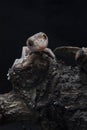 A baby tokay gecko on driftwood Royalty Free Stock Photo