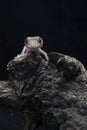 A baby tokay gecko on driftwood Royalty Free Stock Photo