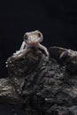 A baby tokay gecko on driftwood Royalty Free Stock Photo