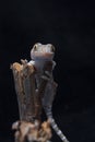 A baby tokay gecko on driftwood Royalty Free Stock Photo