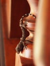 Baby Tokay Gecko in a Hotel Royalty Free Stock Photo