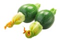 Baby Tondo zucchini with flower isolated