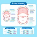 Baby tooth chart