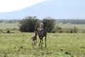 Baby topi and its mom running in the african savannah. Royalty Free Stock Photo