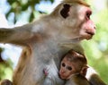 Baby toque macaque snuggled into mother`s breast Royalty Free Stock Photo