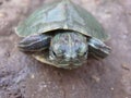 Baby tortoise Royalty Free Stock Photo