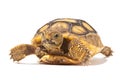 Baby Tortoise Royalty Free Stock Photo