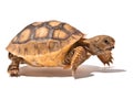 Baby Tortoise Royalty Free Stock Photo