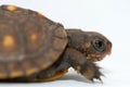 Baby tortoise Royalty Free Stock Photo