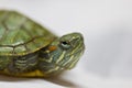 Baby tortoise closeup. Royalty Free Stock Photo