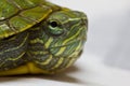 Baby tortoise closeup. Royalty Free Stock Photo