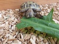 Baby Tortoise Royalty Free Stock Photo