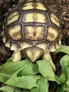 Baby tortoise Royalty Free Stock Photo