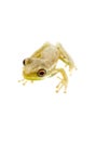 Baby Tree Frog 09-02