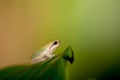 Baby Tree frog on the leaf Royalty Free Stock Photo