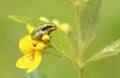 Baby tree frog