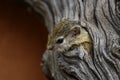 A baby Tree Squirrel looking curiously from its tree hole. Royalty Free Stock Photo