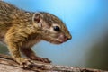 A baby Tree Squirrel walking into the frame, Greater Kruger.