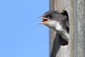 Baby Tree Swallow Begging For Food Royalty Free Stock Photo