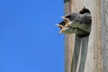 Baby Tree Swallow Begging For Food Royalty Free Stock Photo